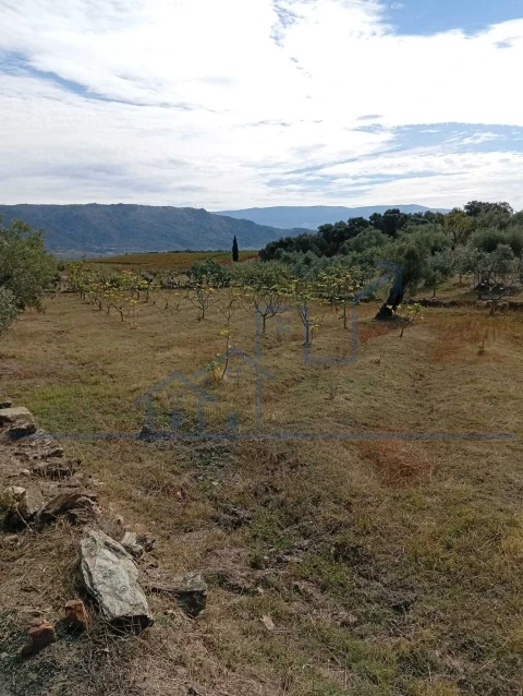 Terreno para Venda em Vila Flor e Nabo