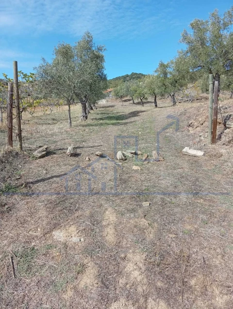 Terreno para Venda em Vila Flor e Nabo