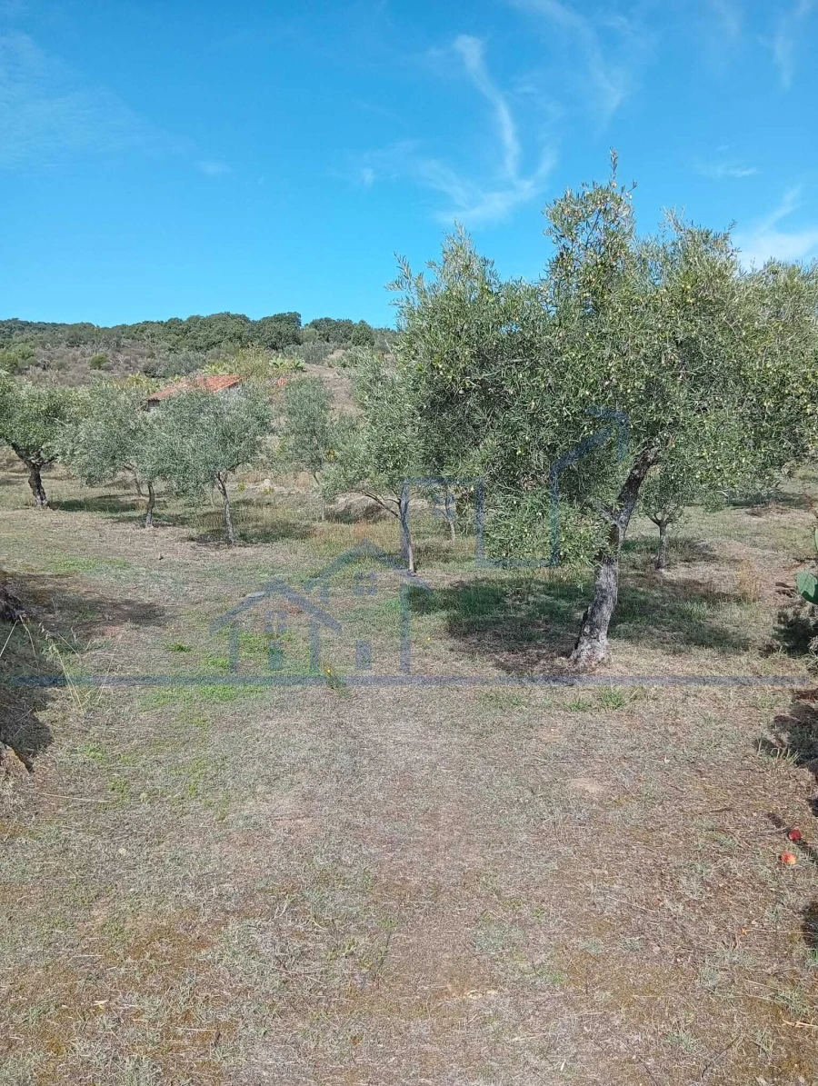 Terreno para Venda em Vila Flor e Nabo Foto 15