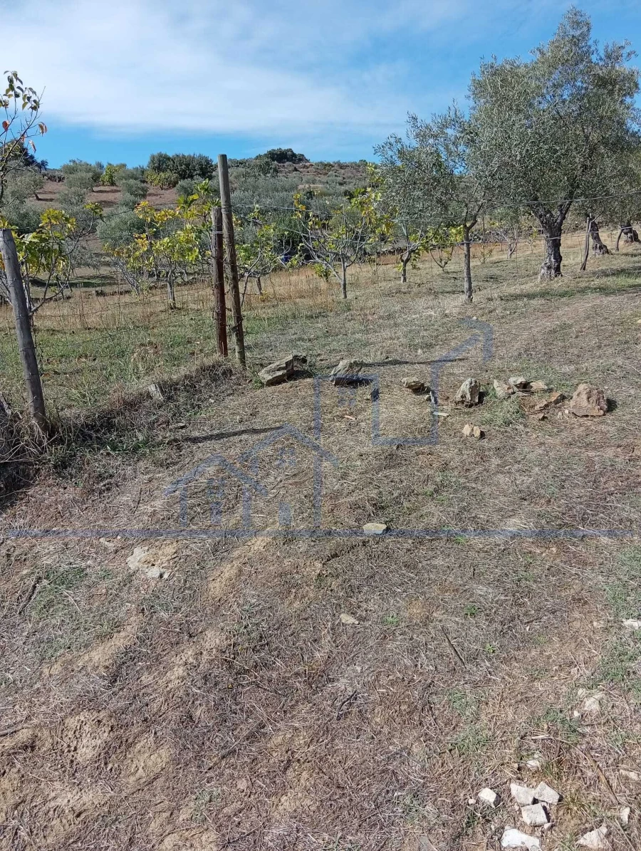 Terreno para Venda em Vila Flor e Nabo Foto 4