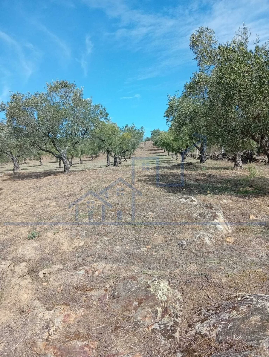 Terreno para Venda em Vila Flor e Nabo Foto 14