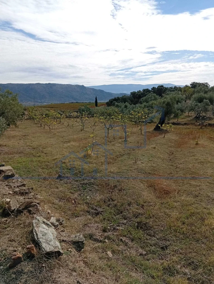 Terreno para Venda em Vila Flor e Nabo Foto 19