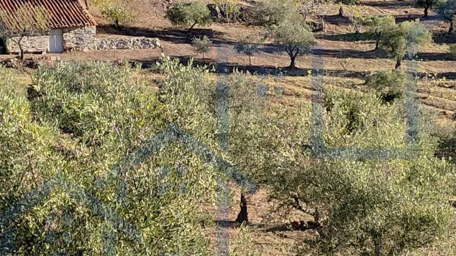 Terreno para Venda em Vila Flor e Nabo