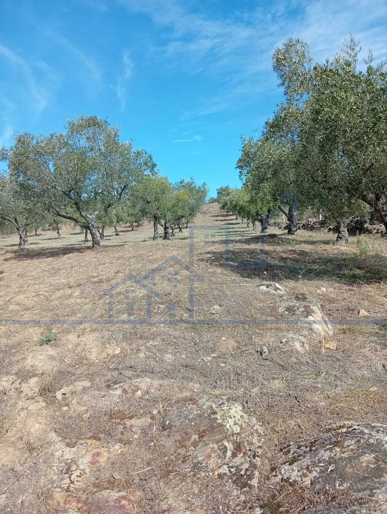 Terreno para Venda em Vila Flor e Nabo Foto 14