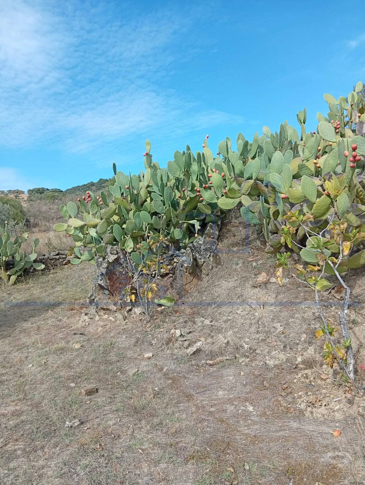 Terreno para Venda em Vila Flor e Nabo Foto 11