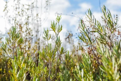 Terreno para Venda em São Bartolomeu de Messines