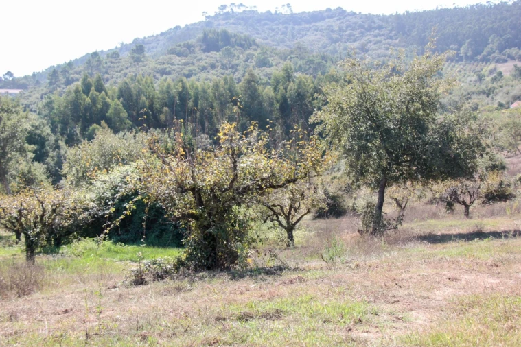 Quinta T9 para Venda em Enxara do Bispo, Gradil e Vila Franca do Rosário Foto 26