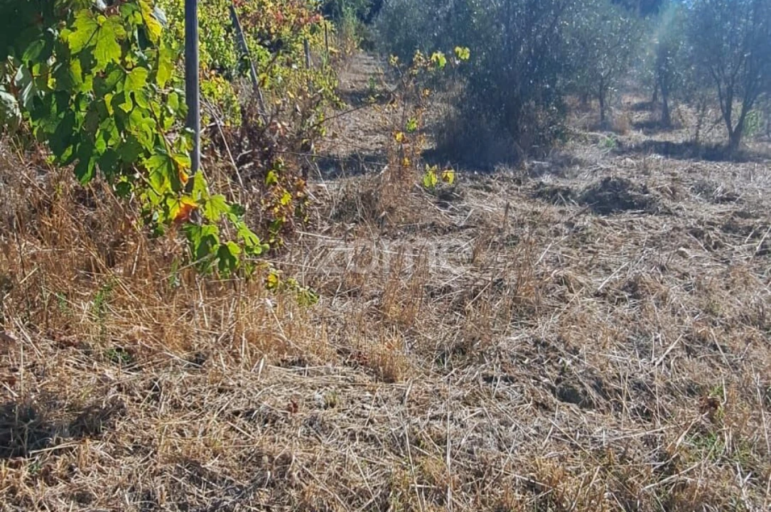 Terreno para Venda em Almalagues Foto 4