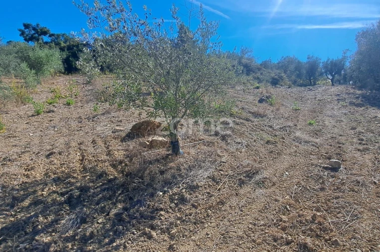 Terreno para Venda em Almalagues Foto 5