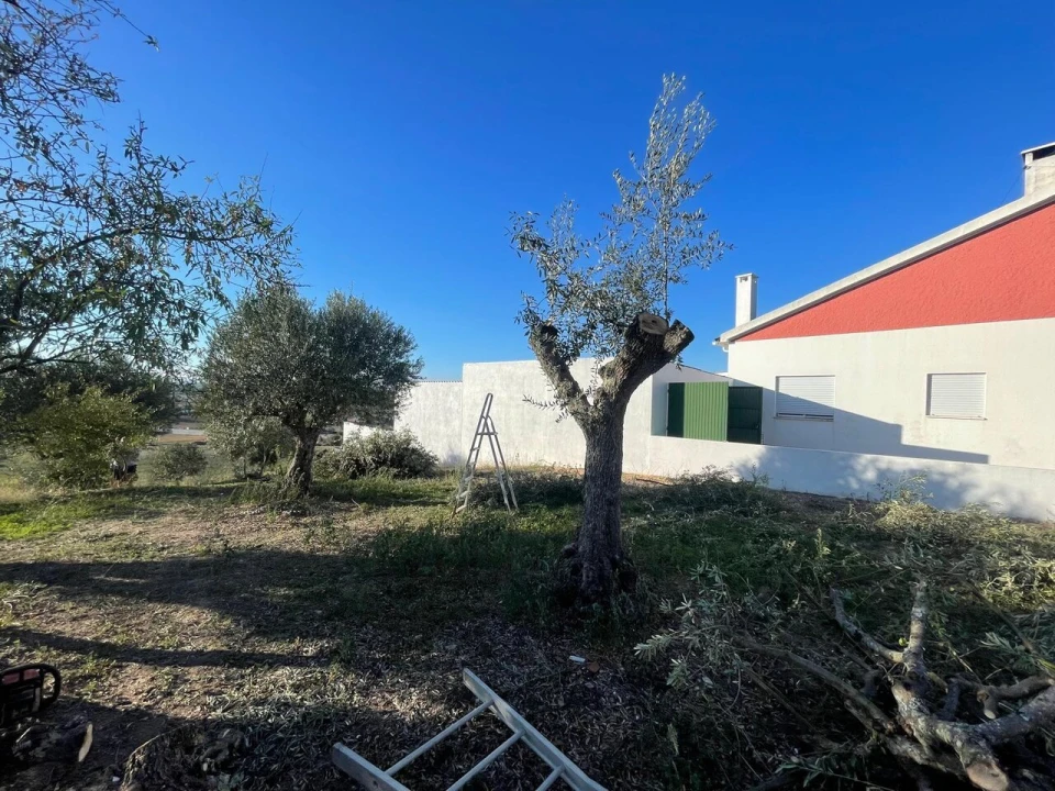 Terreno para Venda em Brogueira, Parceiros de Igreja e Alcorochel Foto 7