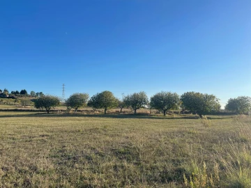 Terreno para Venda em Brogueira, Parceiros de Igreja e Alcorochel