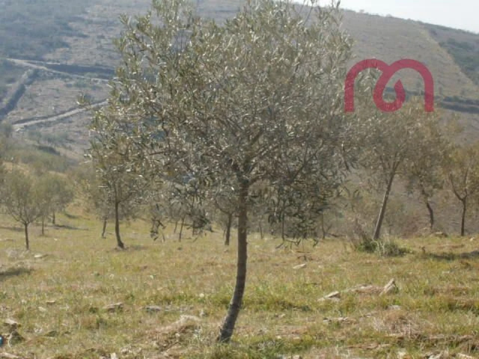 Terreno para Venda em Castelo Melhor Foto 9