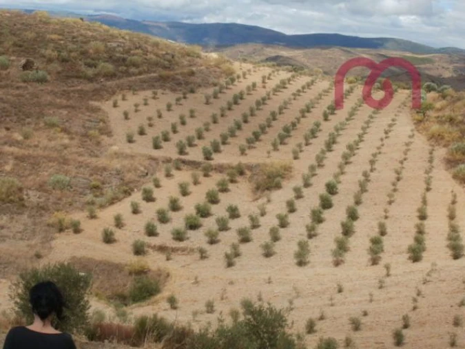 Terreno para Venda em Castelo Melhor Foto 10