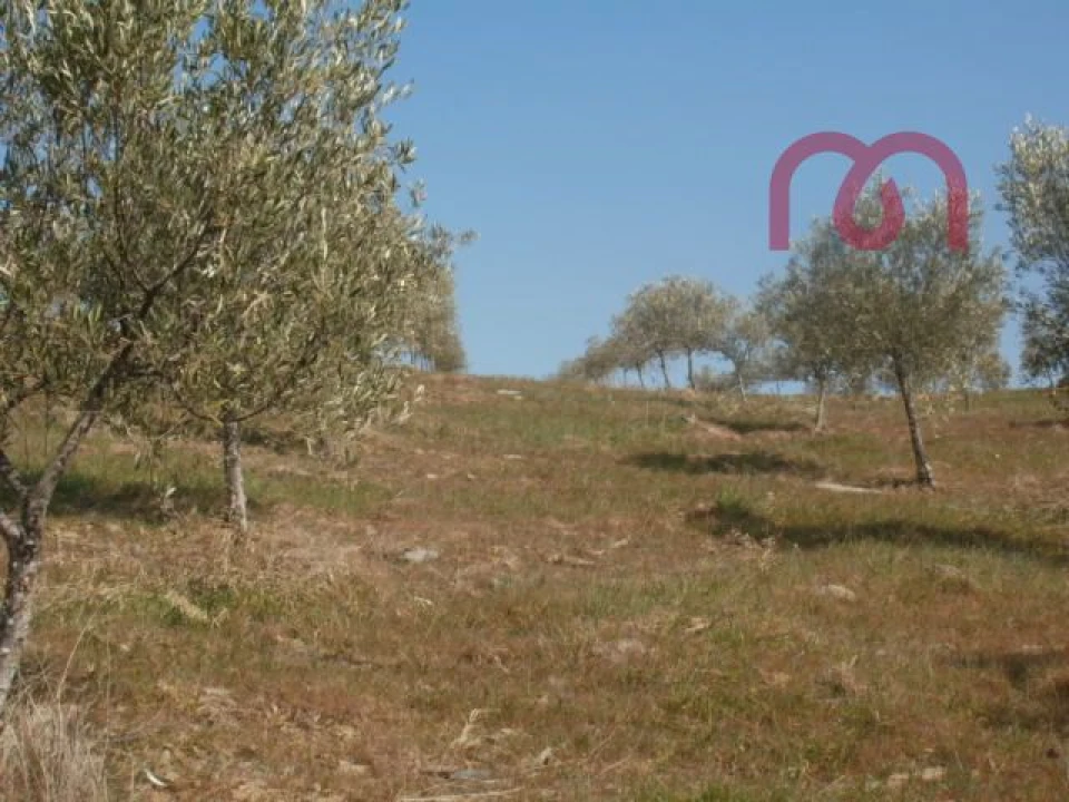 Terreno para Venda em Castelo Melhor Foto 16