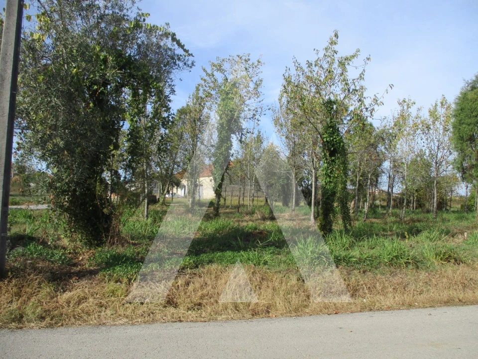 Terreno para Venda em Bustos, Troviscal e Mamarrosa Foto 7