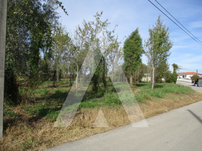 Terreno para Venda em Bustos, Troviscal e Mamarrosa Foto 5