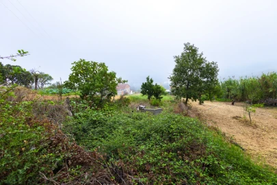 Terreno Agricola ou Rústico para Venda em Figueiro do Campo
