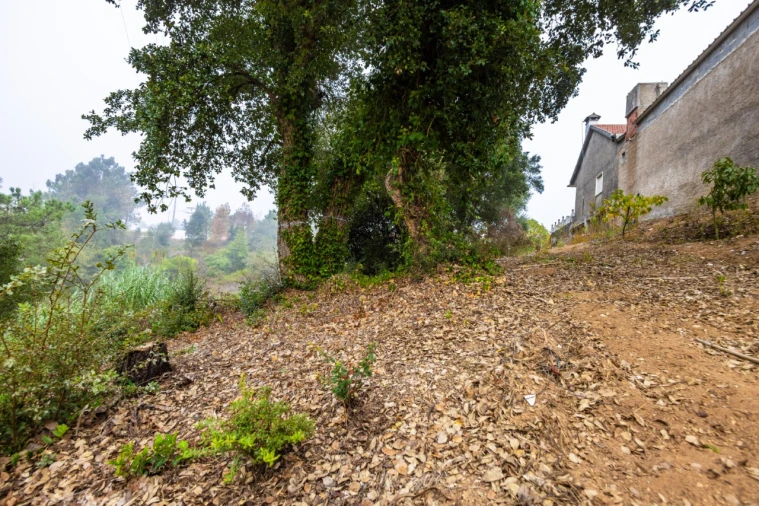 Terreno Agricola ou Rústico para Venda em Figueiro do Campo Foto 4