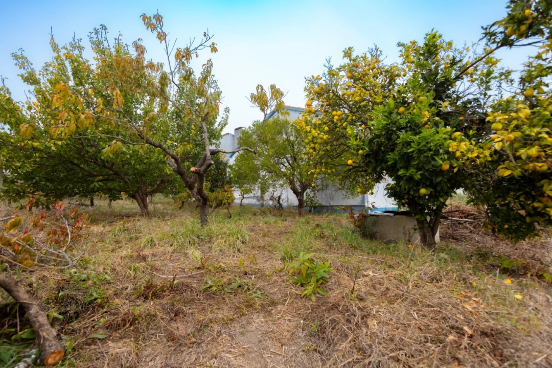 Terreno Agricola ou Rústico para Venda em Figueiro do Campo Foto 3