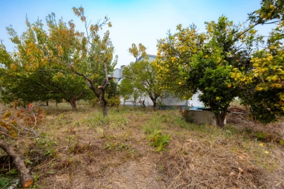 Terreno Agricola ou Rústico para Venda em Figueiro do Campo