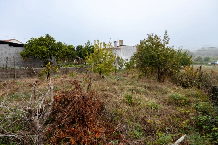 Terreno Agricola ou Rústico para Venda em Figueiro do Campo Foto 2