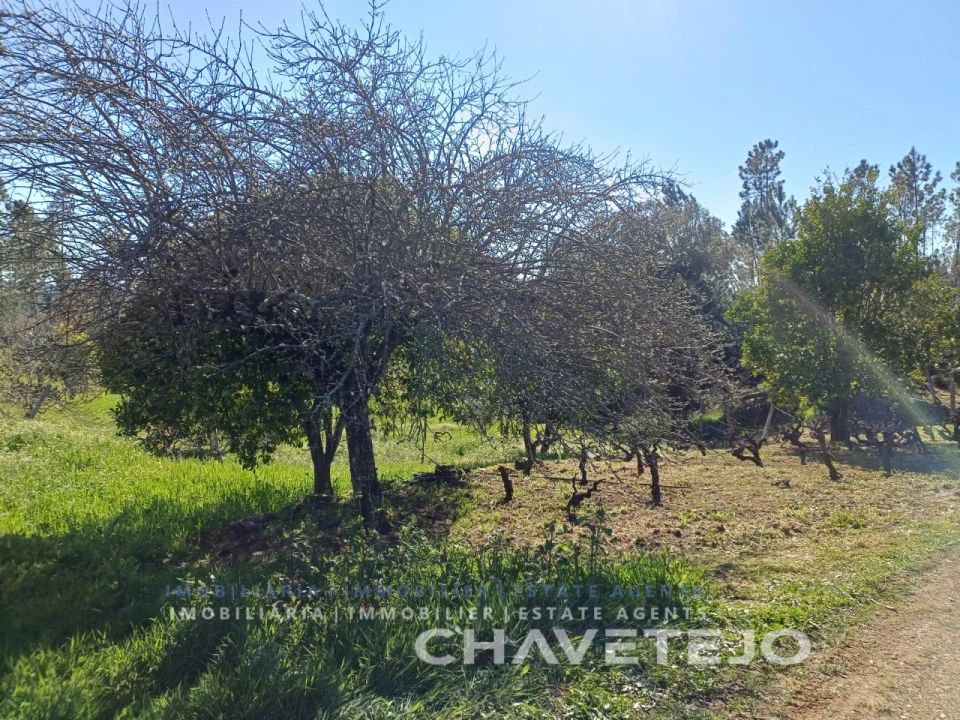 Quinta T4 para Venda em Cernache do Bonjardim, Nesperal e Palhais Foto 18