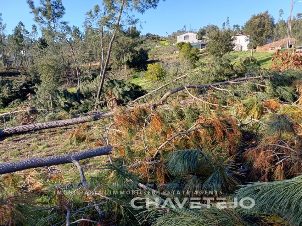 Quinta T4 para Venda em Cernache do Bonjardim, Nesperal e Palhais Foto 30