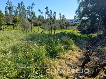 Quinta T4 para Venda em Cernache do Bonjardim, Nesperal e Palhais