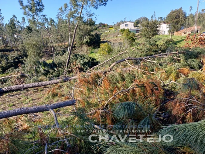 Quinta T4 para Venda em Cernache do Bonjardim, Nesperal e Palhais Foto 30