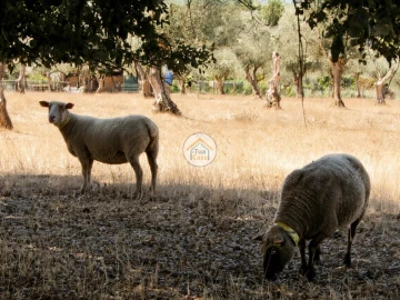 Quinta T3 para Venda em Nossa Senhora da Vila, Nossa Senhora do Bispo e Silveiras