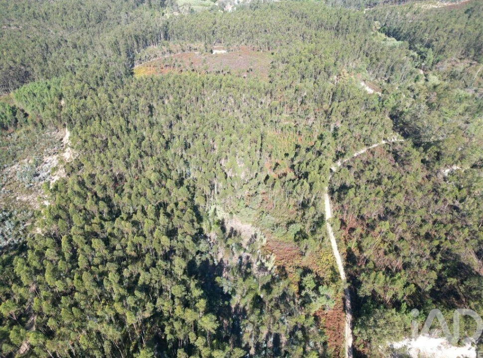 Terreno para Venda em Pedreiras Foto 14
