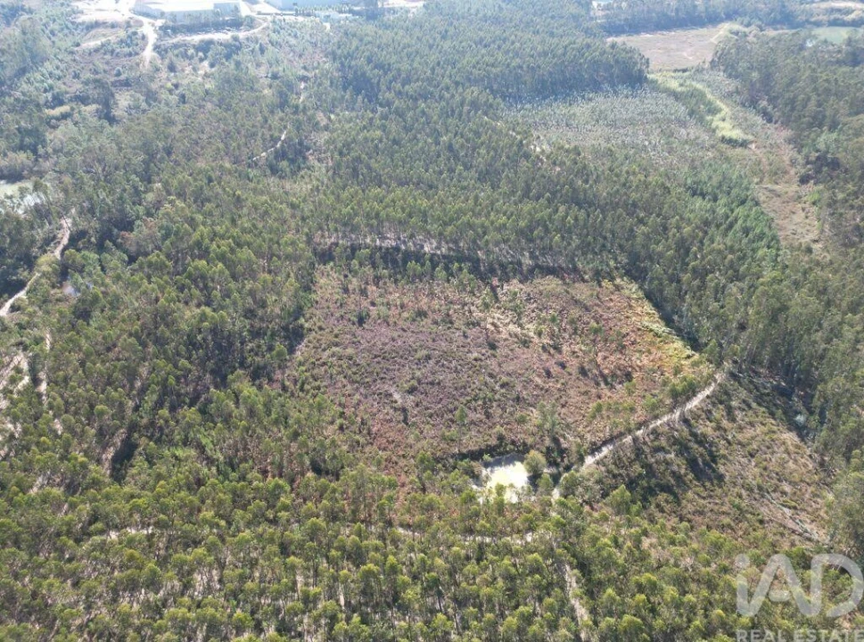Terreno para Venda em Pedreiras Foto 4