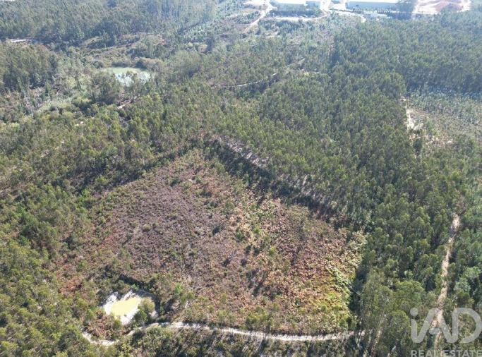 Terreno para Venda em Pedreiras Foto 7