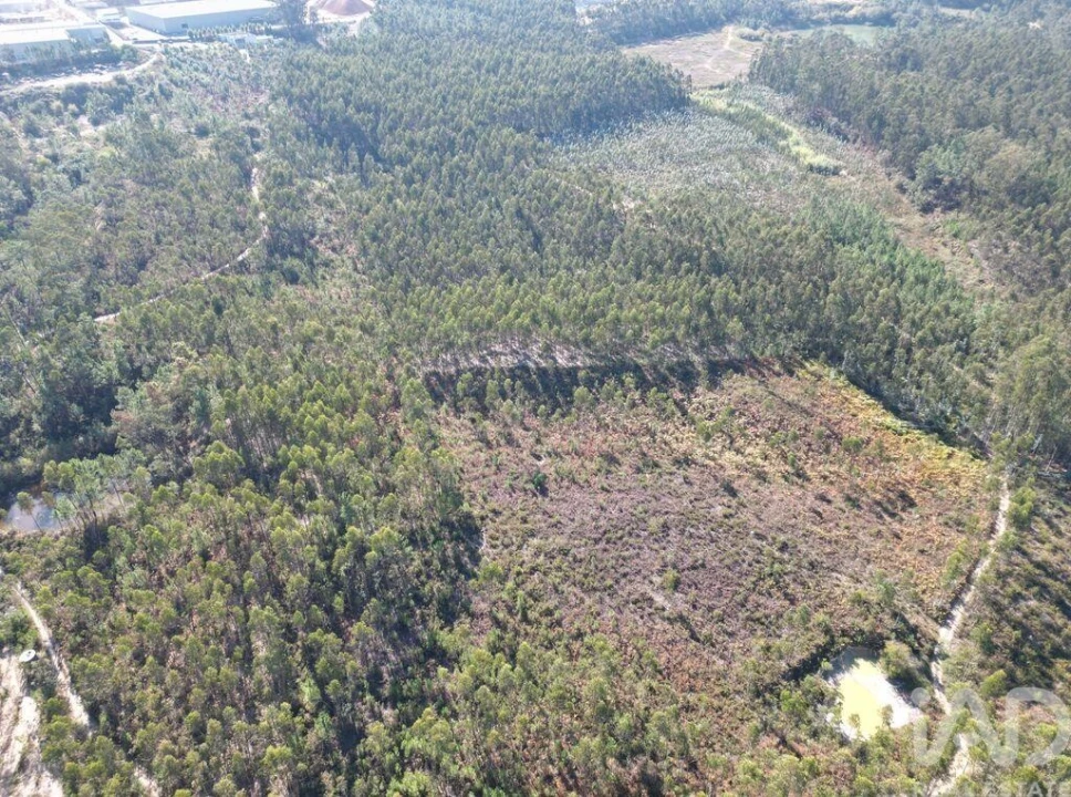 Terreno para Venda em Pedreiras Foto 18