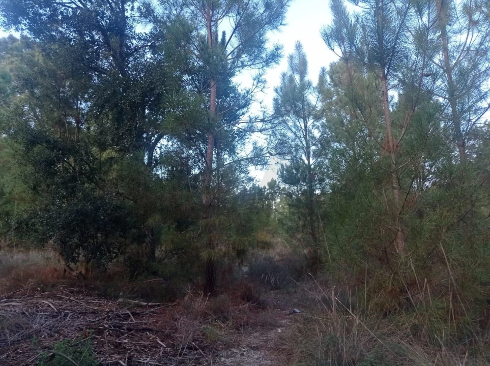 Terreno para Venda em Pegões Foto 12
