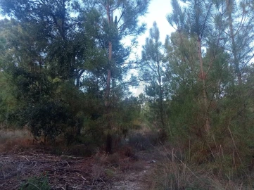 Terreno para Venda em Pegões