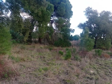 Terreno para Venda em Pegões