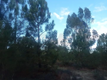 Terreno para Venda em Pegões