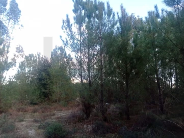 Terreno para Venda em Pegões