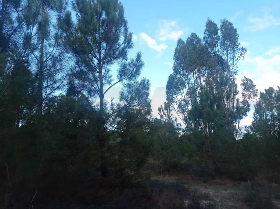 Terreno para Venda em Pegões Foto 15