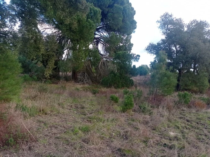 Terreno para Venda em Pegões Foto 13