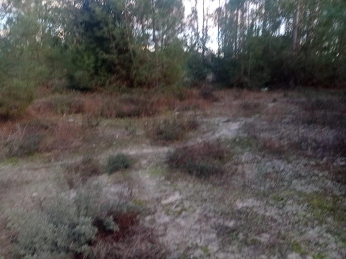 Terreno para Venda em Pegões Foto 4