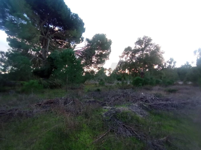 Terreno para Venda em Pegões Foto 11