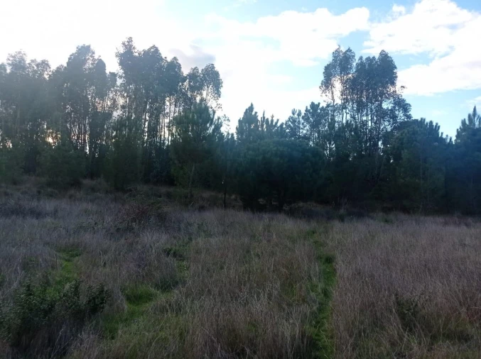 Terreno para Venda em Pegões Foto 22