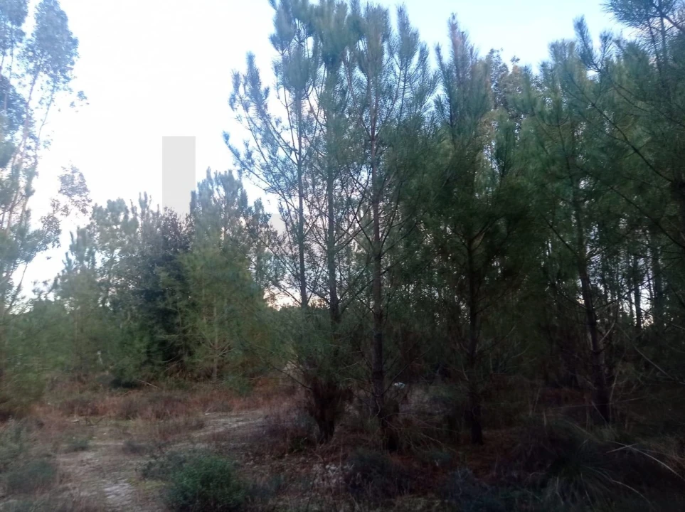 Terreno para Venda em Pegões Foto 16
