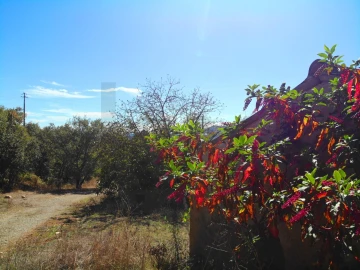 Terreno para Venda em Chão de Couce