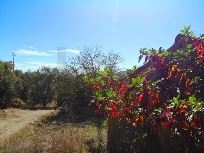Terreno para Venda em Chão de Couce Foto 11