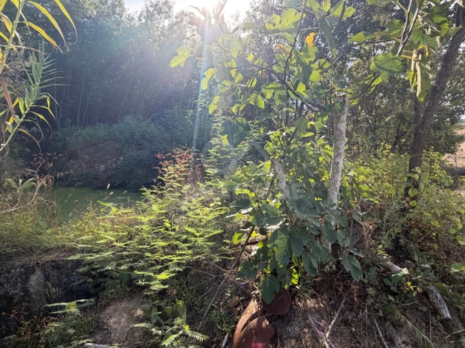 Quinta T2 para Venda em Boidobra Foto 15