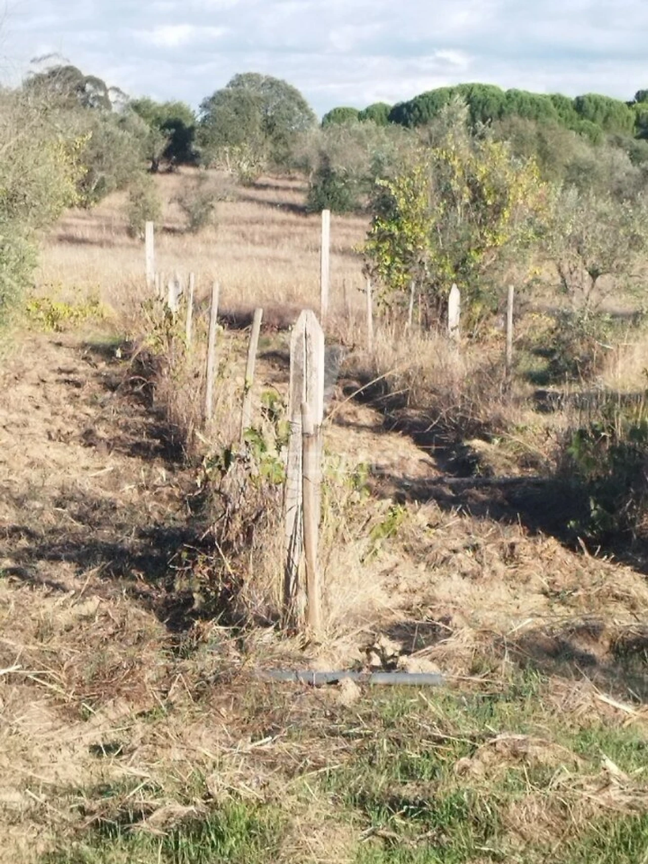 Terreno para Venda em Espírito Santo, Nossa Senhora da Graça e São Simão Foto 2