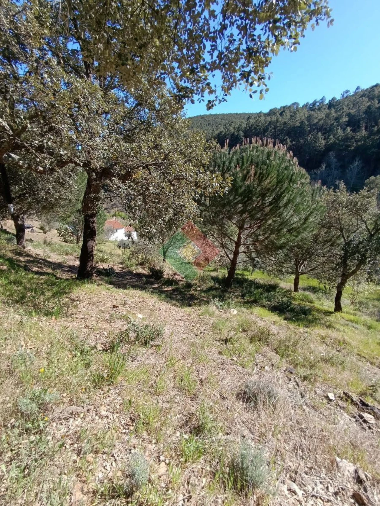 Quinta T3 para Venda em Alegrete Foto 22